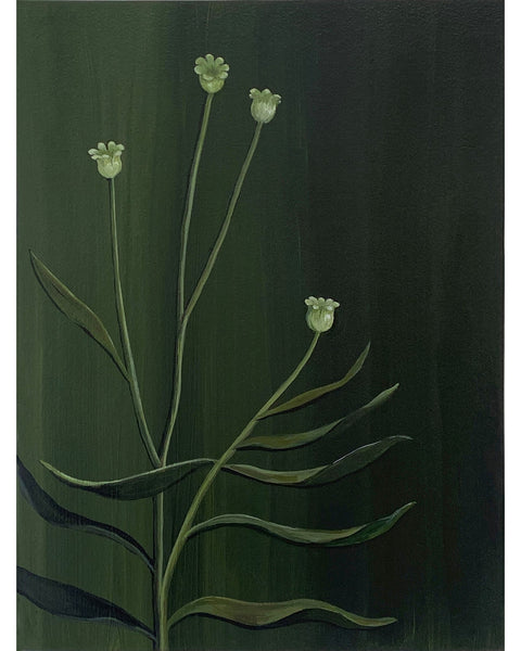 White Bells, 2025